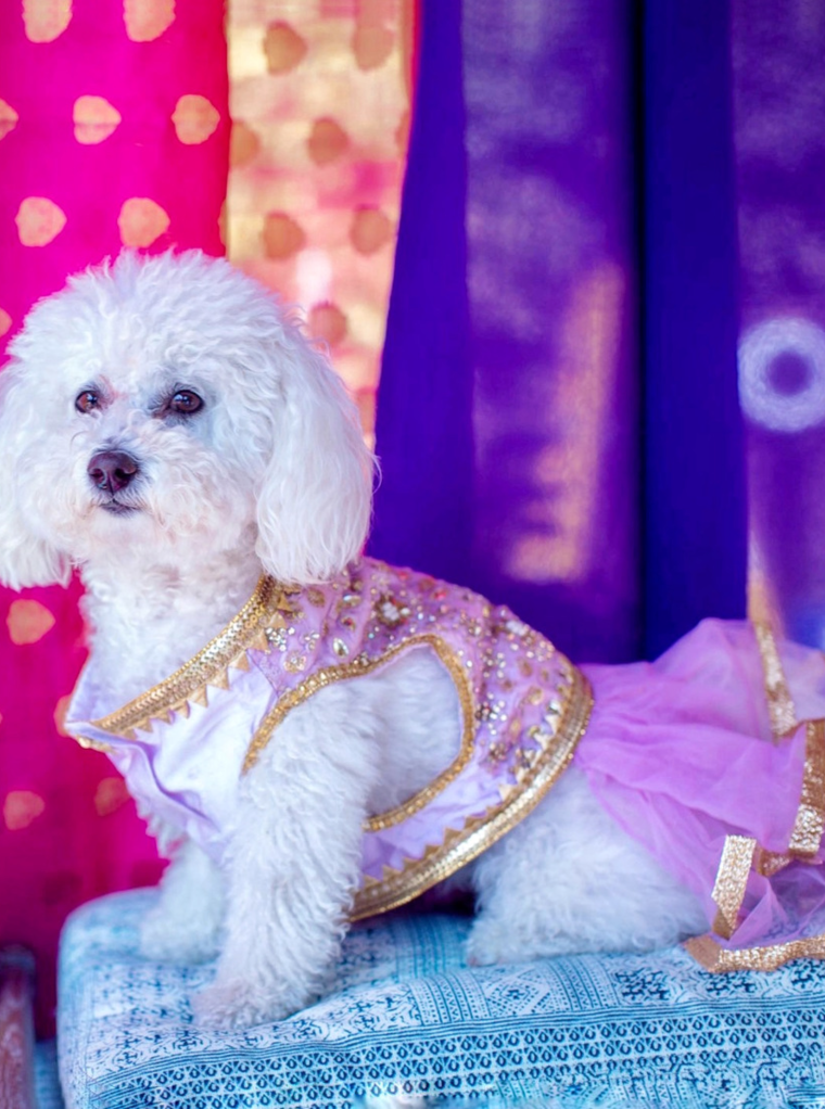 Rosie Dog Lehenga Customized ethnic pet clothing B Anu Designs