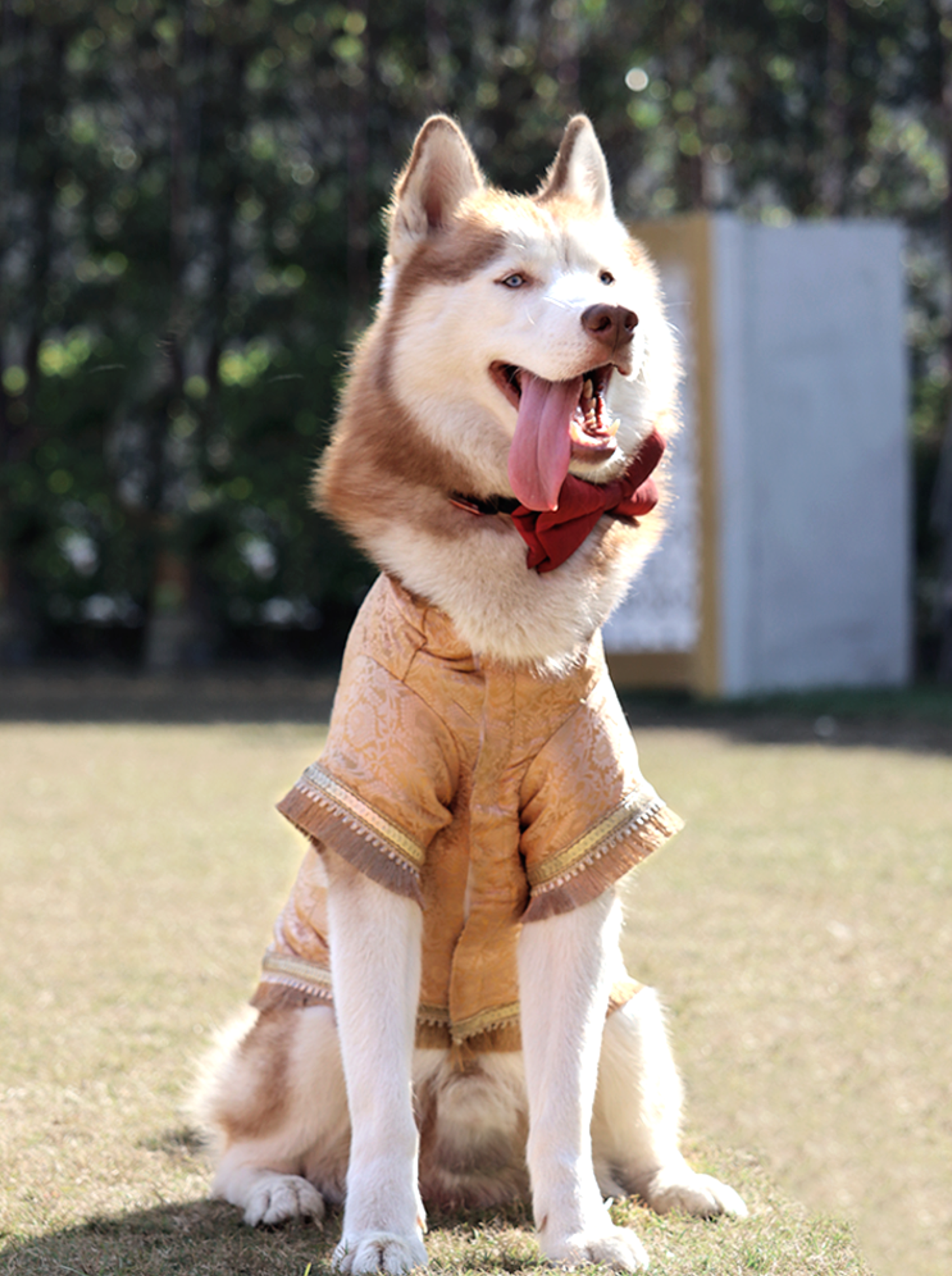 Dog breed online embroidered clothing