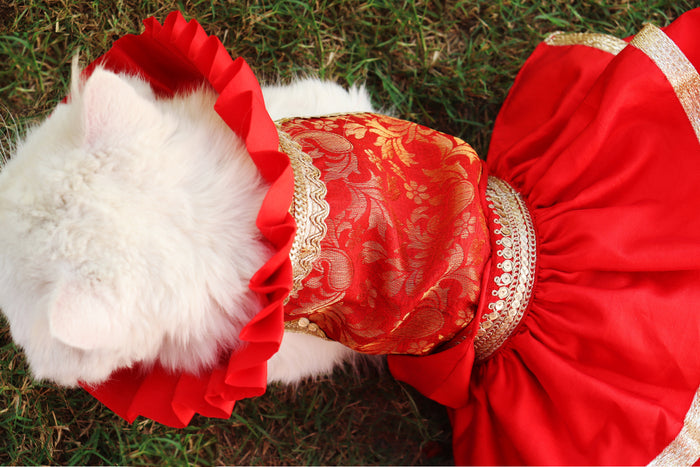 Bailey Pets Lehenga