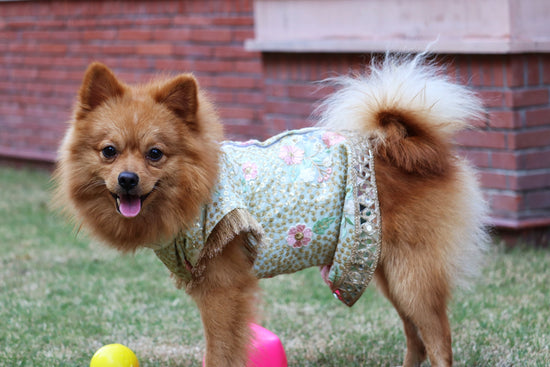 Cooper Pets Sherwani