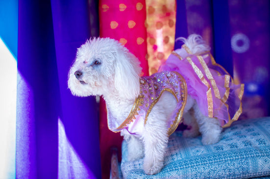 Load image into Gallery viewer, Adorable pets clothing &amp;amp; Accessories - Dog&amp;#39;s Lehenga
