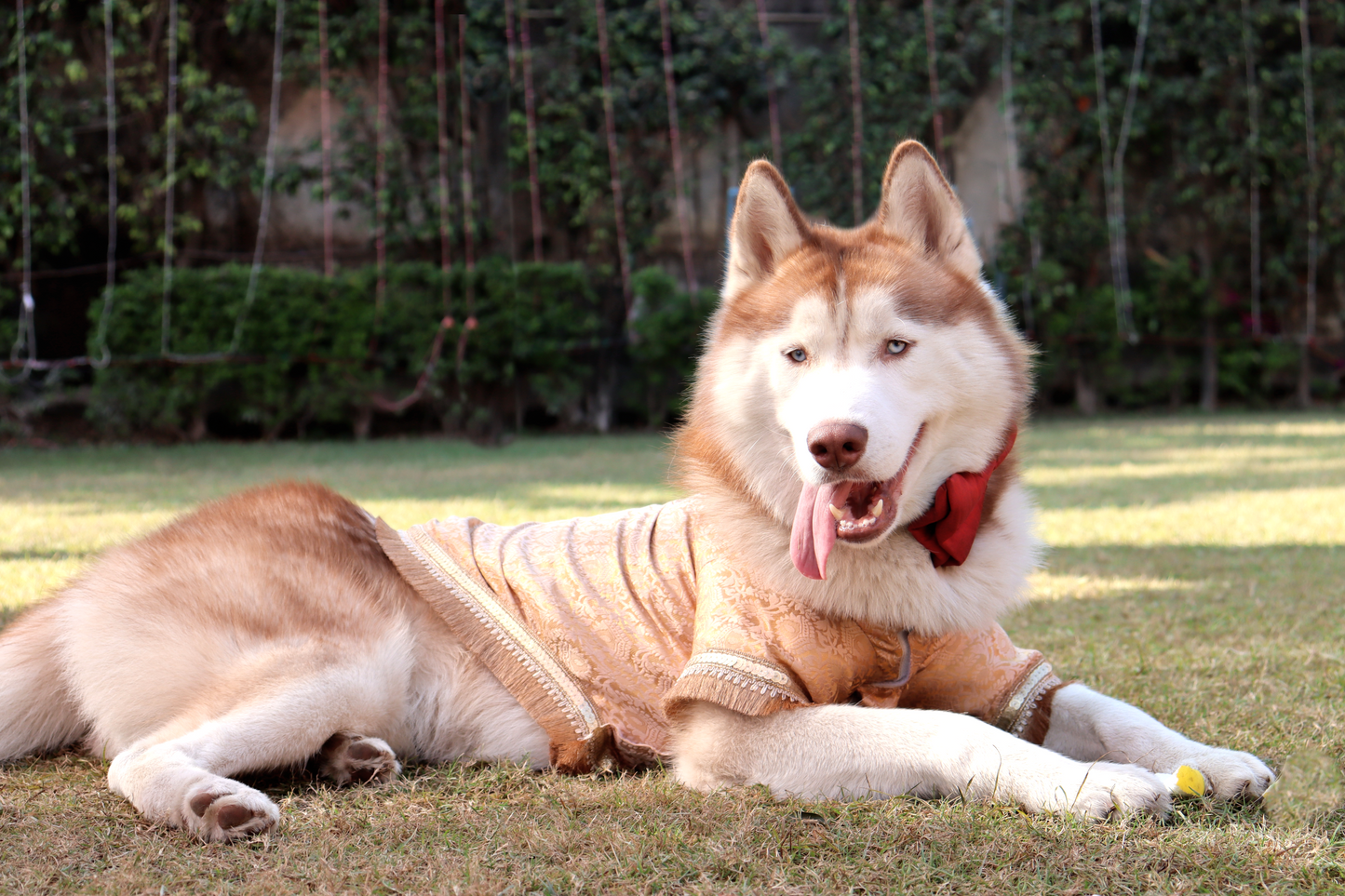 Mirabel Dog Sherwani